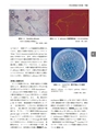戸田新細菌学　改訂34版